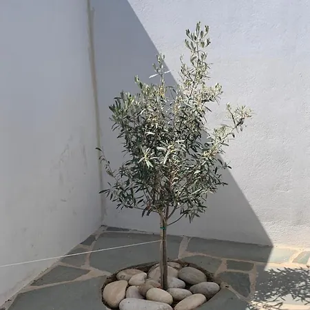 Villa House Of The Rising Sun