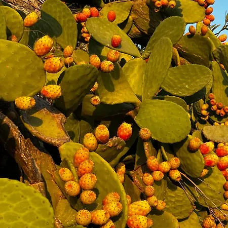 Villa House Of The Rising Sun