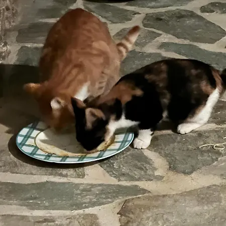 House Of The Rising Sun