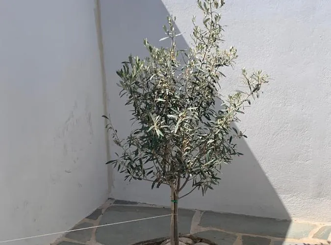 וילה House Of The Rising Sun