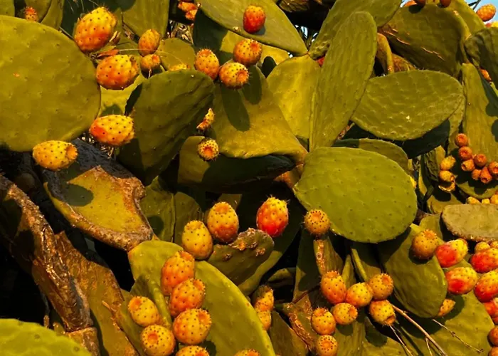 וילה House Of The Rising Sun