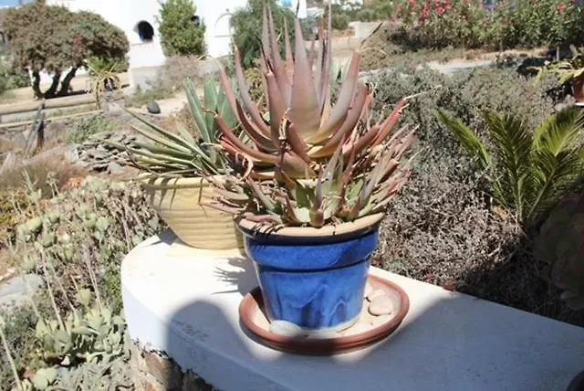 House Of The Rising Sun Villa Mikri Vigla