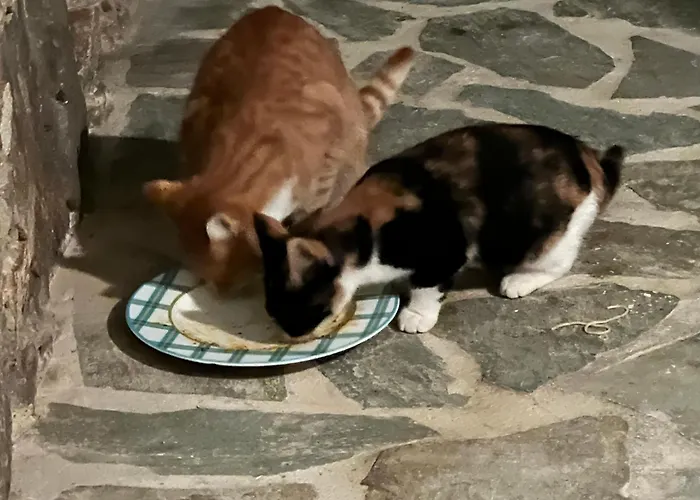 House Of The Rising Sun